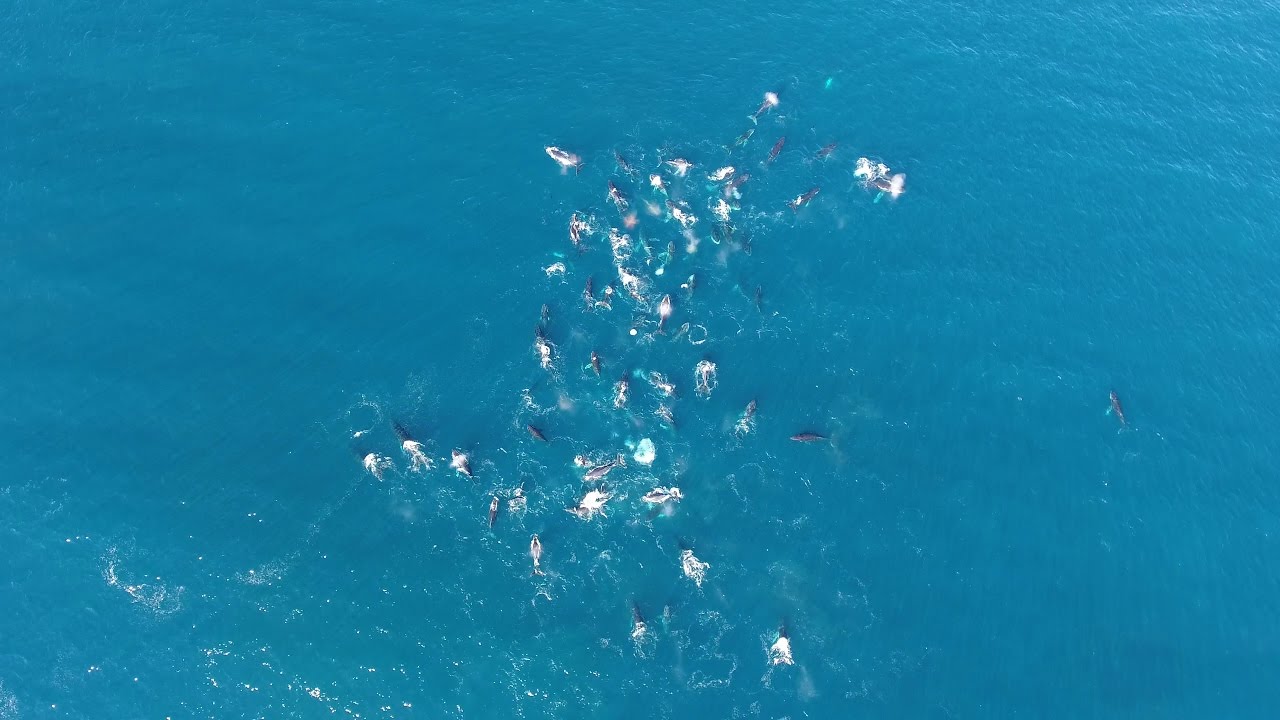 Pod of ≥60 Humpback Whales | 4K Drone Video