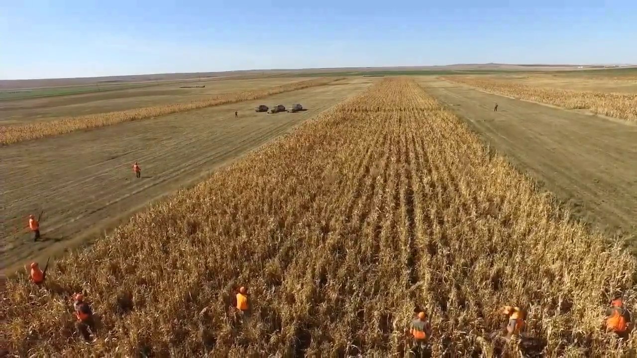South Dakota Pheasant Hunt 2017 - Drone Video