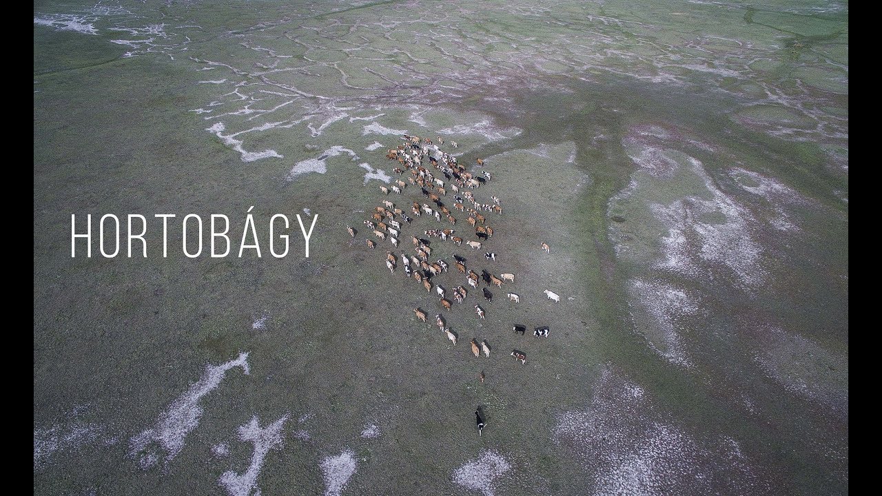 Hortobágy - Hungary // drone video