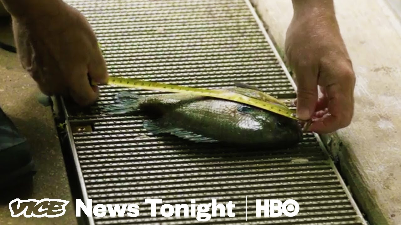 We Hired An Underwater Drone Operator To Inspect Chicago's Trump Tower (HBO)